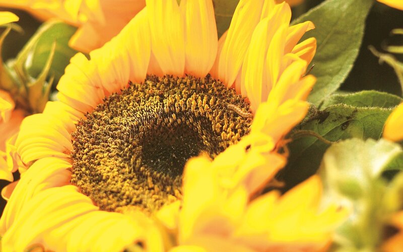 Sunflower with Caterpillar
