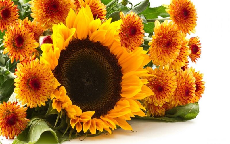 Sunflower with Chrysanthemums — Yellow