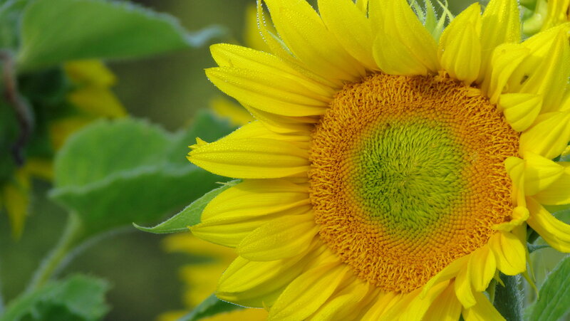 Sunflower with Dew Drops — Yellow