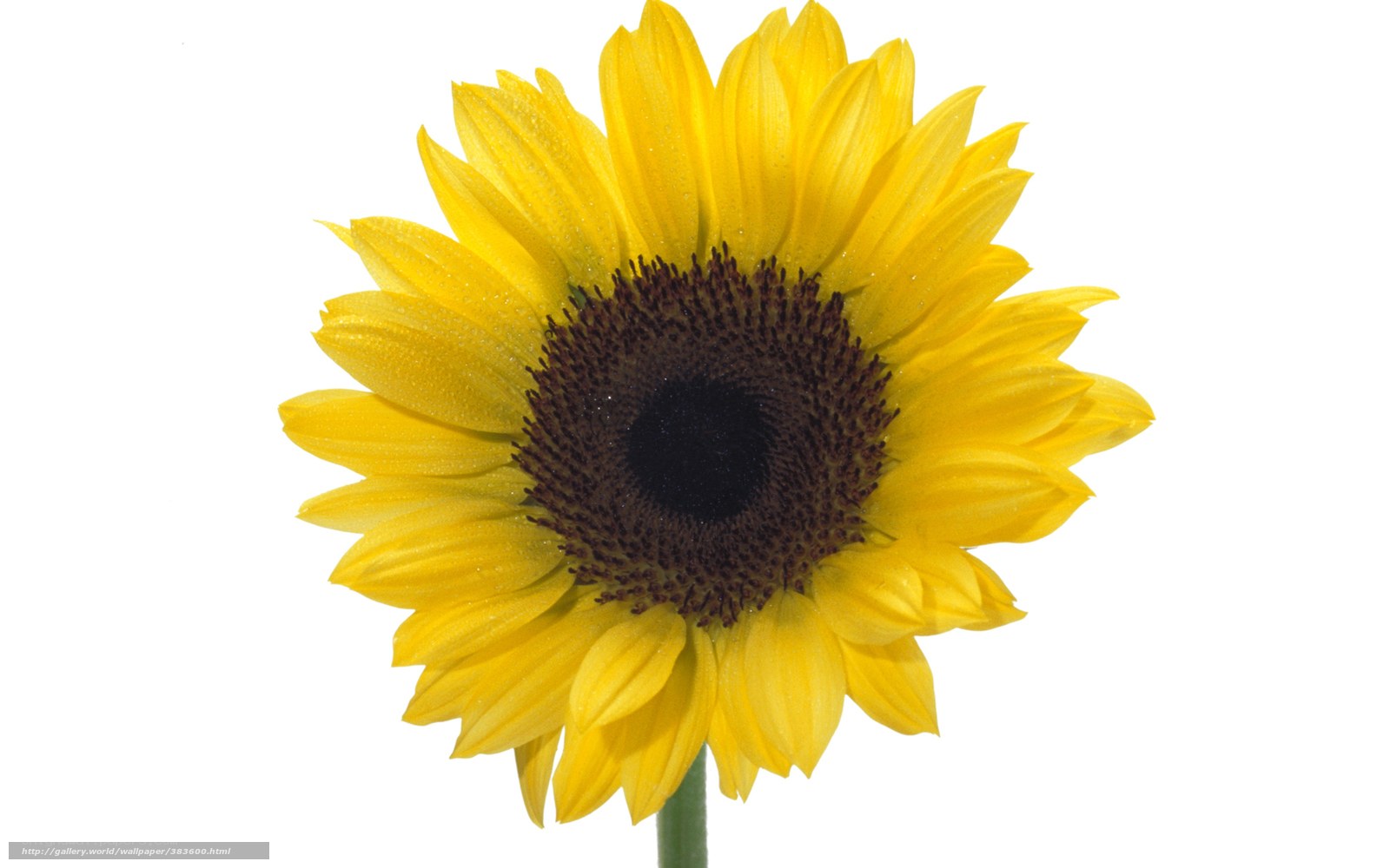 Sunflower with dew drops