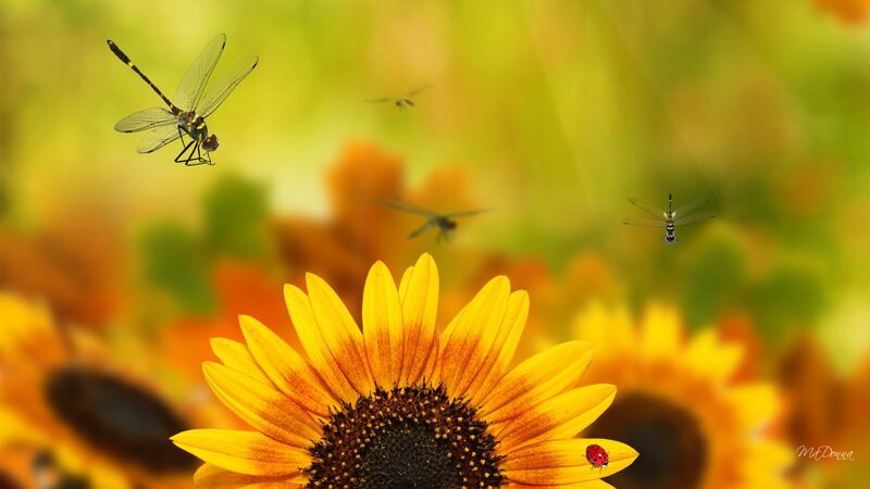 Sunflower with Dragonflies