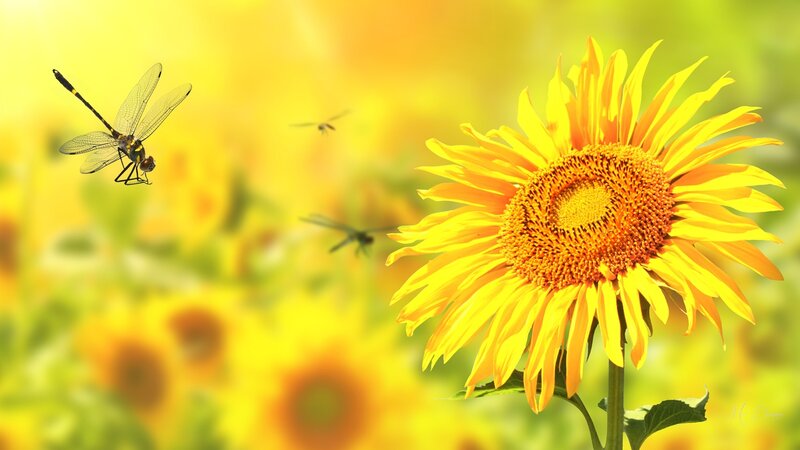 Sunflower with Dragonflies — Yellow, Serene