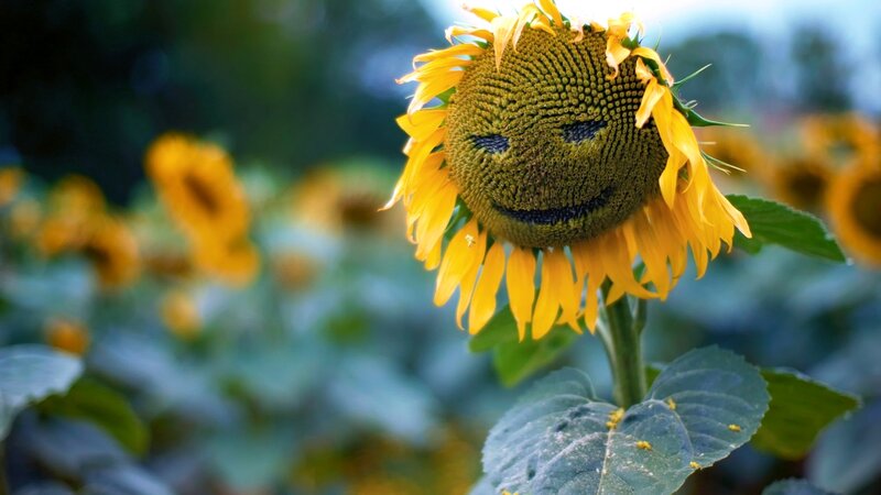 Sunflower with Face — Yellow, Serene, Afternoon