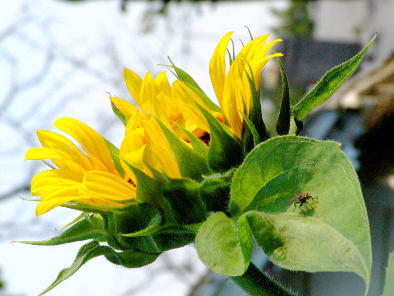 Sunflower with Fly