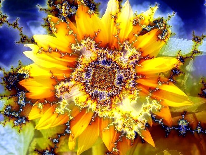 Sunflower with Fractal Effects