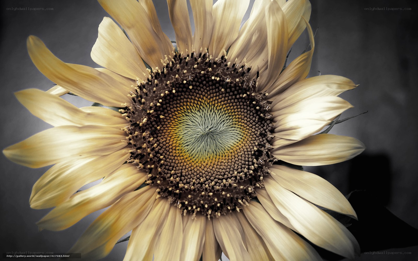 Sunflower with golden petals