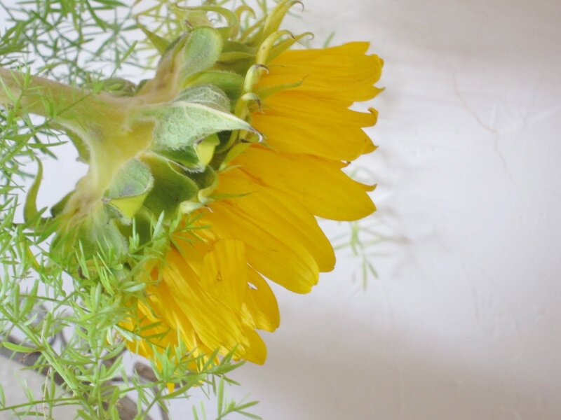 Sunflower with Green Foliage