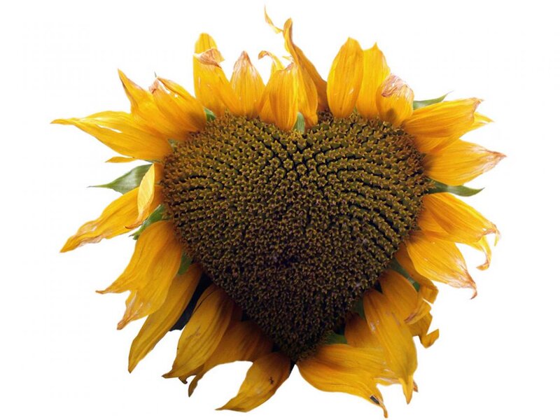 Sunflower with Heart-shaped Center