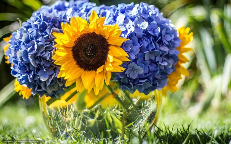 Sunflower with hydrangeas