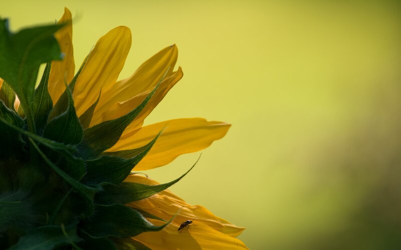 Sunflower with insect