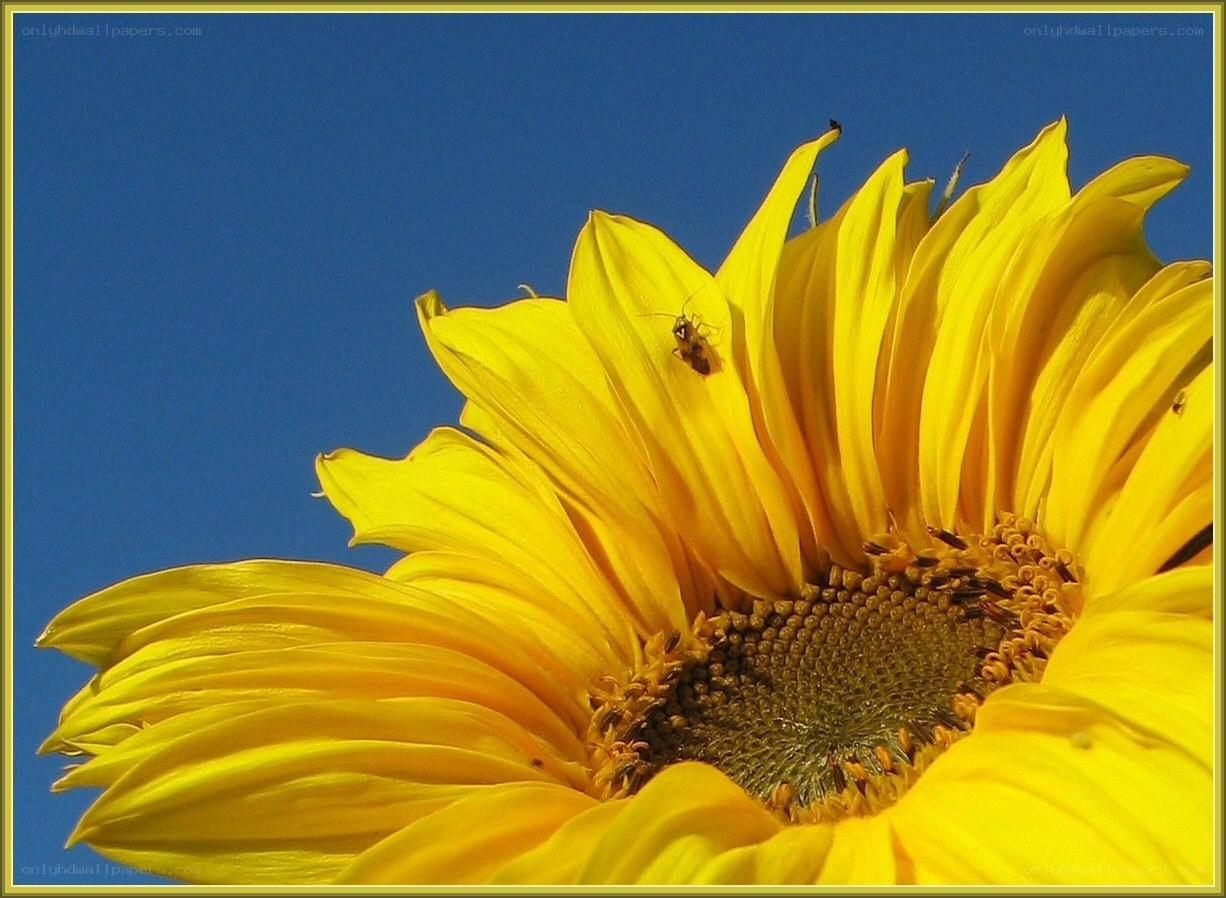 Sunflower with insect on blue sky