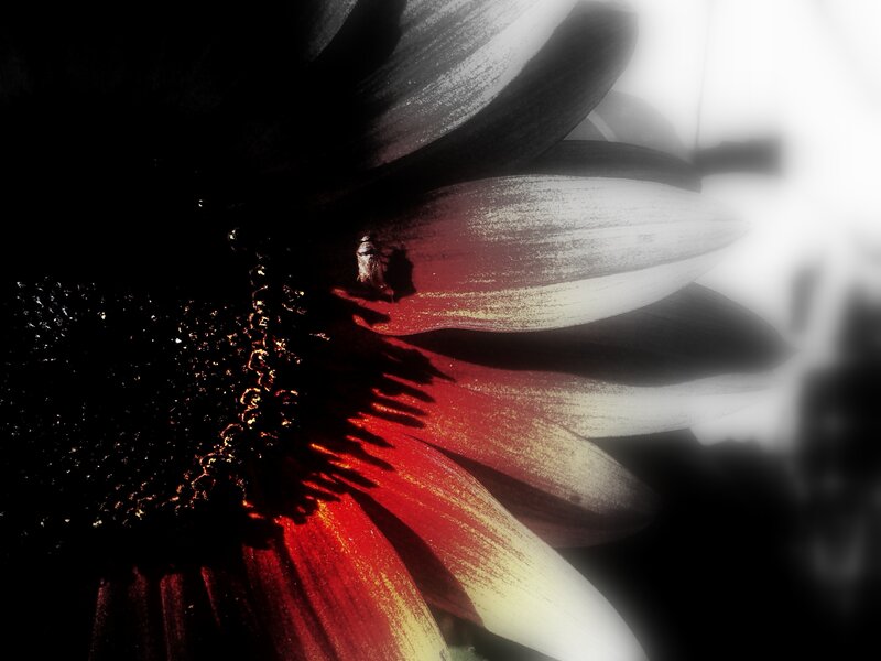 Sunflower with Insect — Red