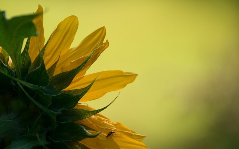 sunflower with insect