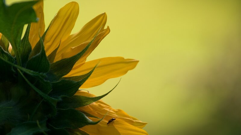 Sunflower with Insect — Yellow
