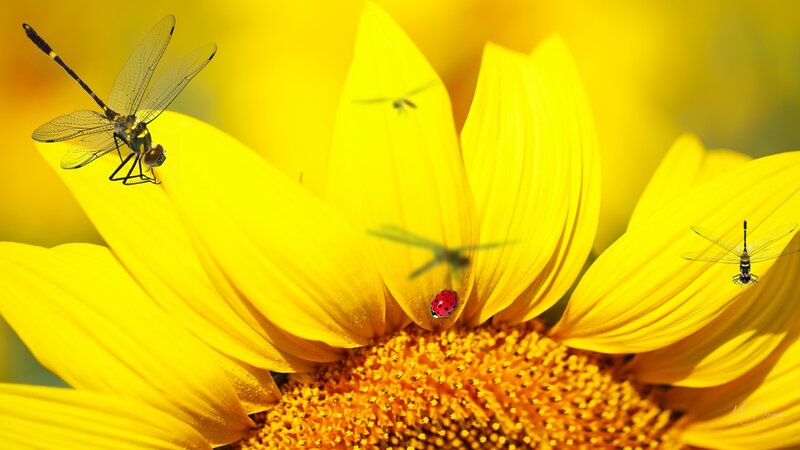 Sunflower with Insects — Yellow, Serene