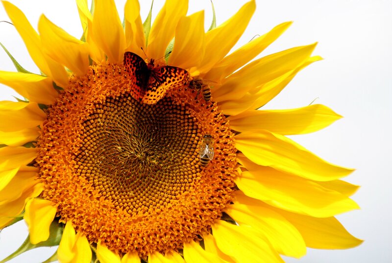 Sunflower with Insects — Yellow