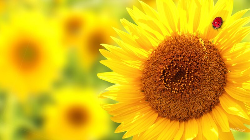 Sunflower with Ladybug