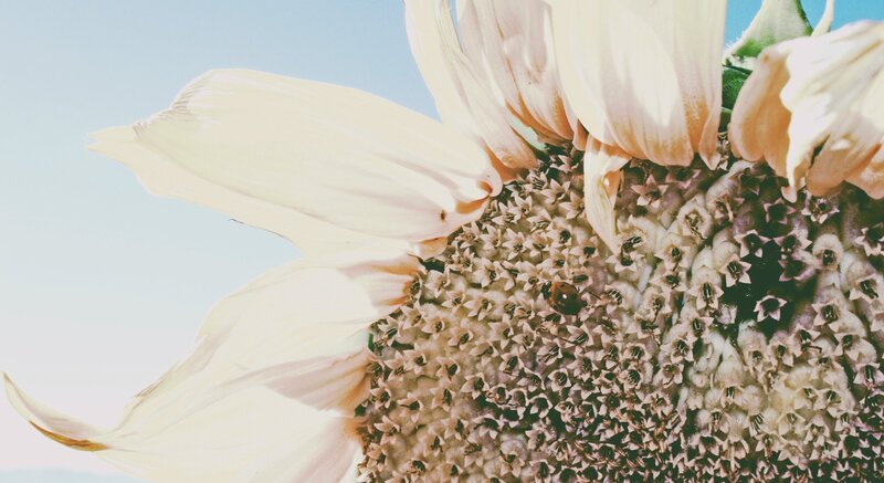 Sunflower with Ladybug — White