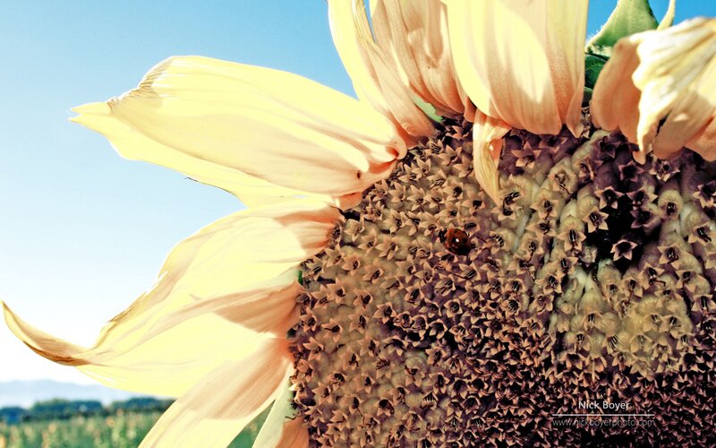 Sunflower with Ladybug — Yellow