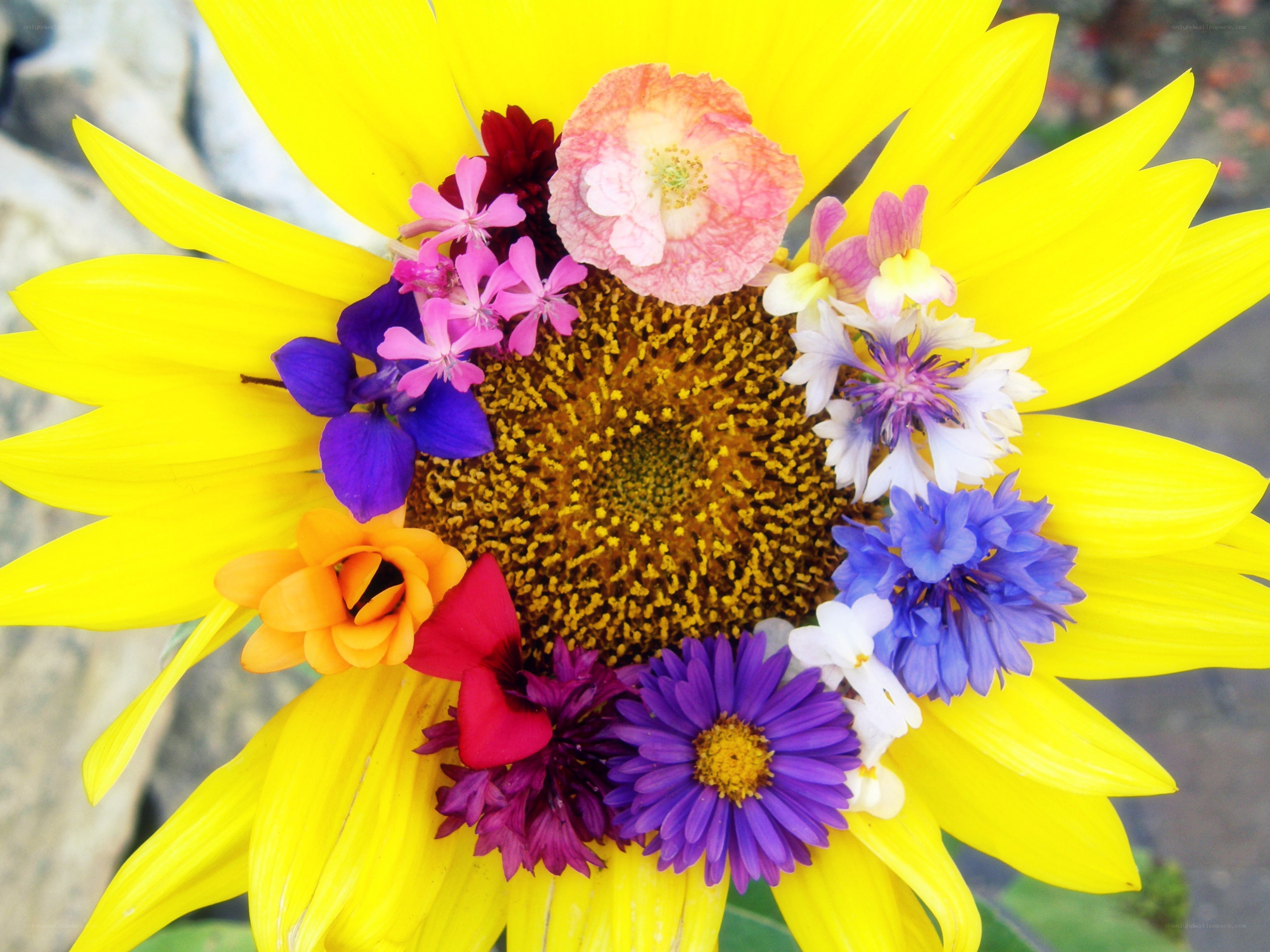 Sunflower with mixed flowers