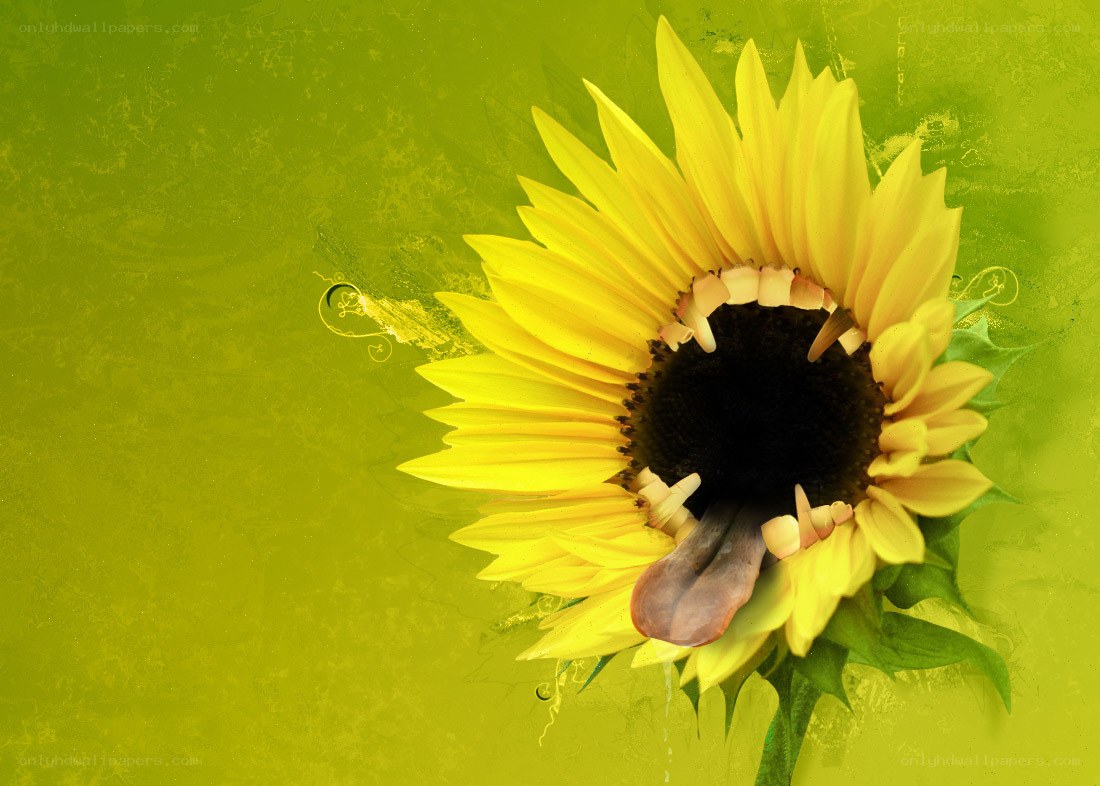 Sunflower with monster mouth