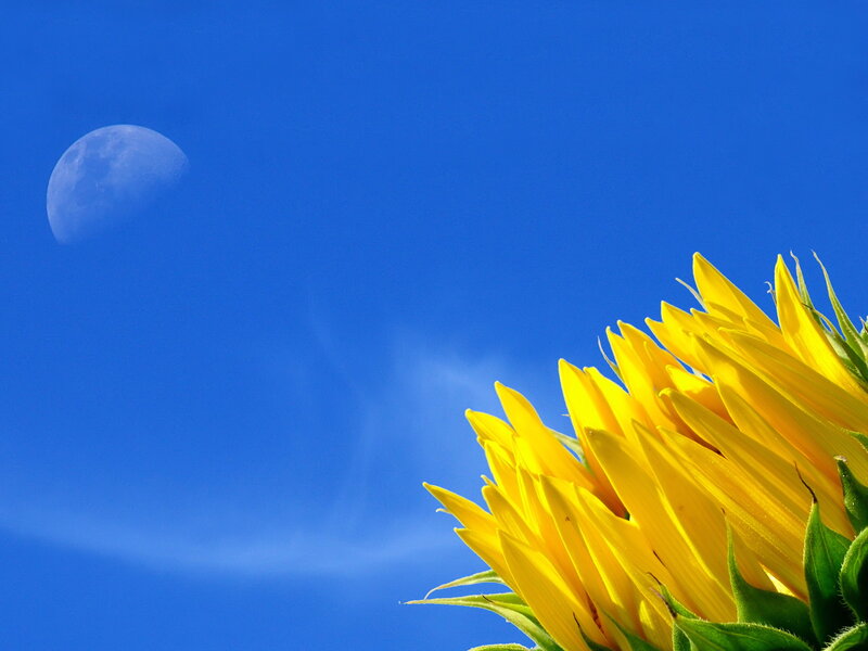 Sunflower with Moon — Blue, Serene