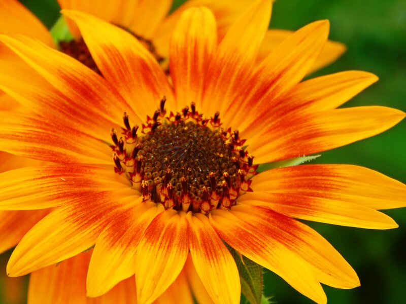 Sunflower with Orange Petals