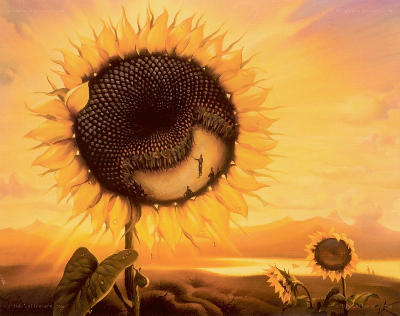 Sunflower with people in center