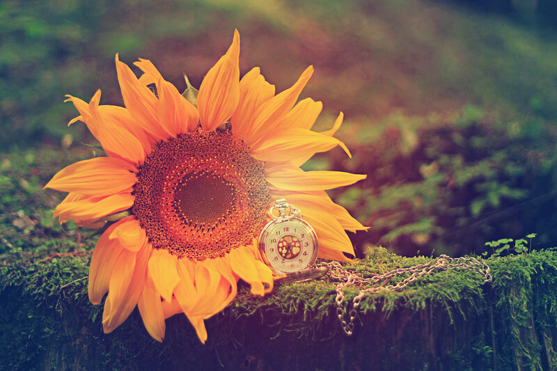 Sunflower with Pocket Watch