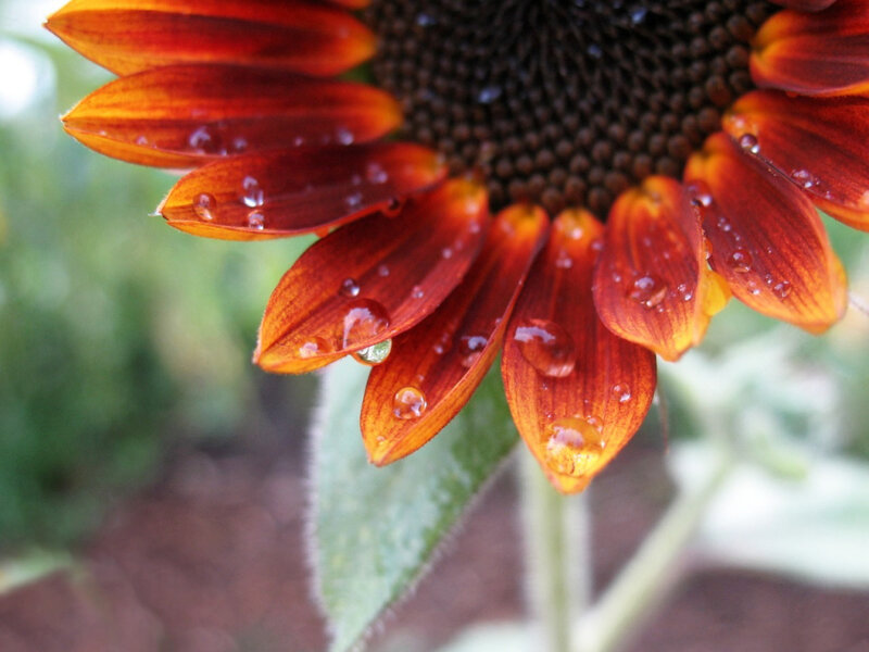 Sunflower with raindrops
