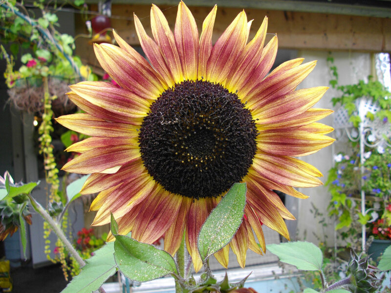 Sunflower with Red and Yellow Petals — Calm