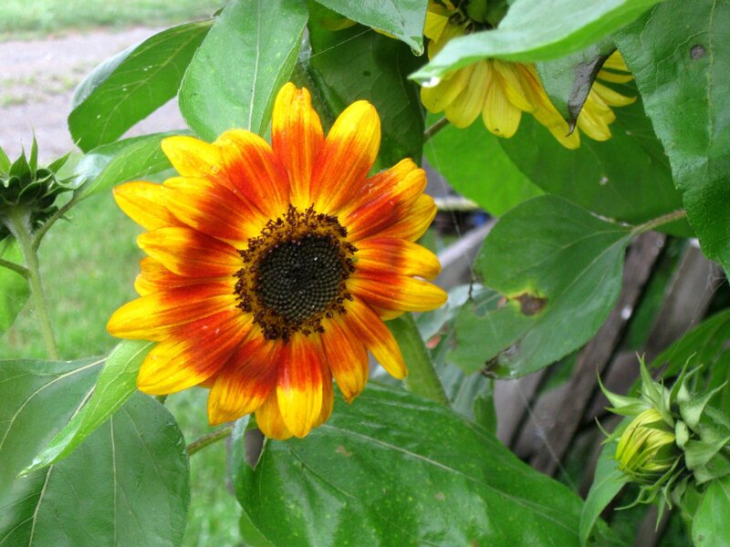 Sunflower with Red and Yellow Petals — Natural