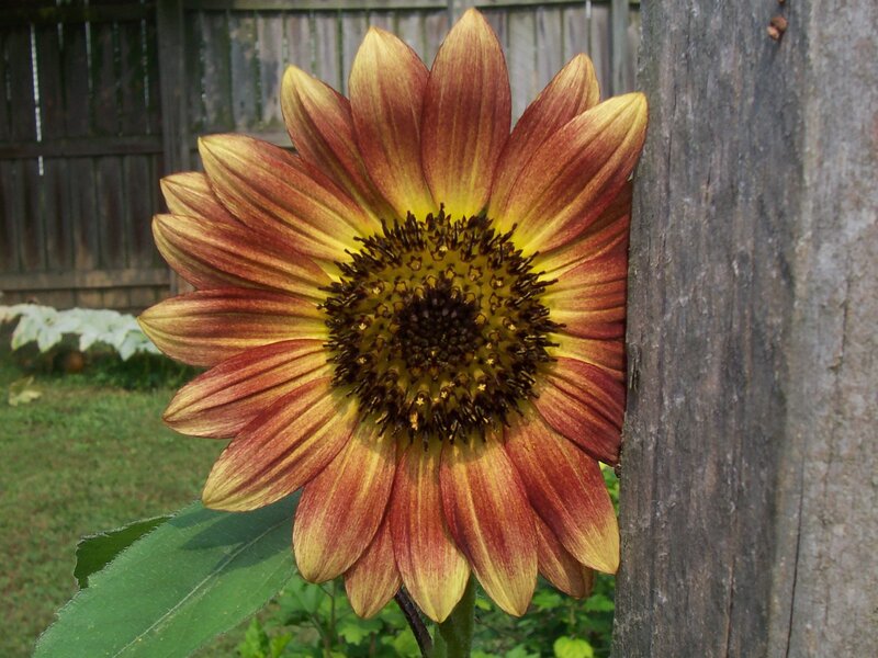 Sunflower with red and yellow petals