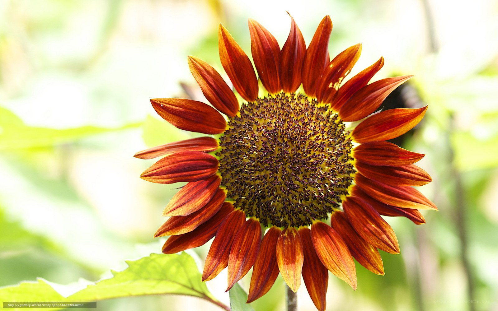 Sunflower with red petals