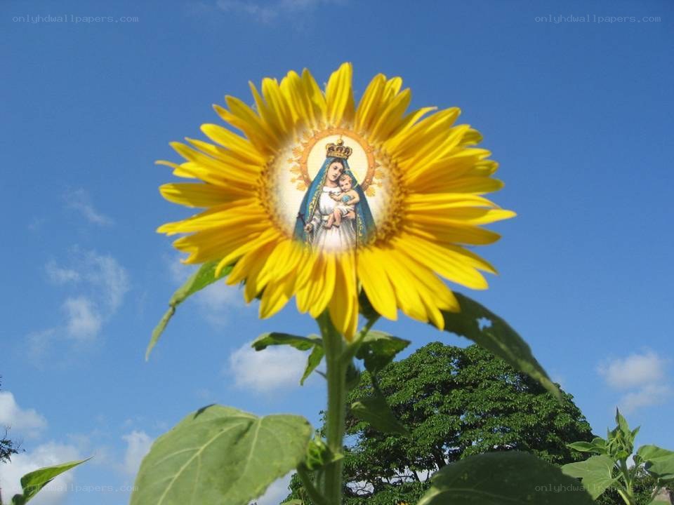 Sunflower with religious image