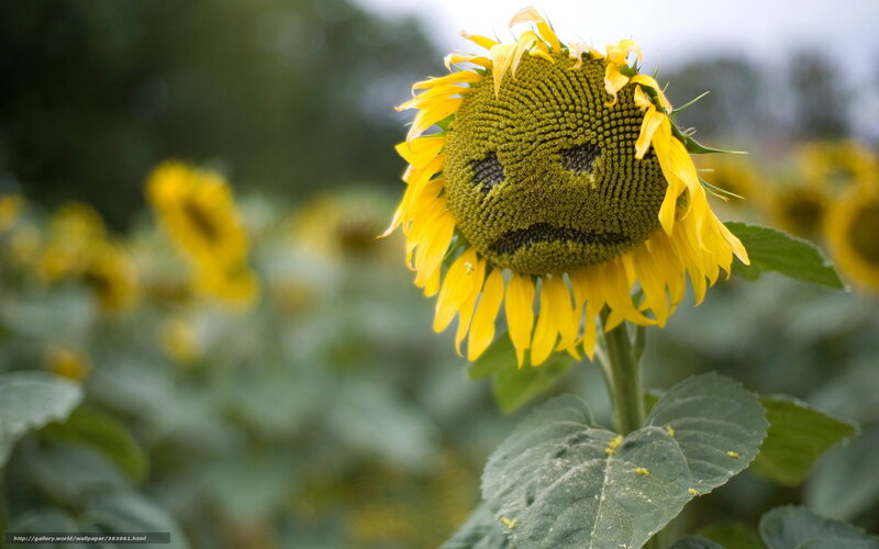 Sunflower with sad face