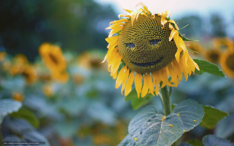 Sunflower with smiley face