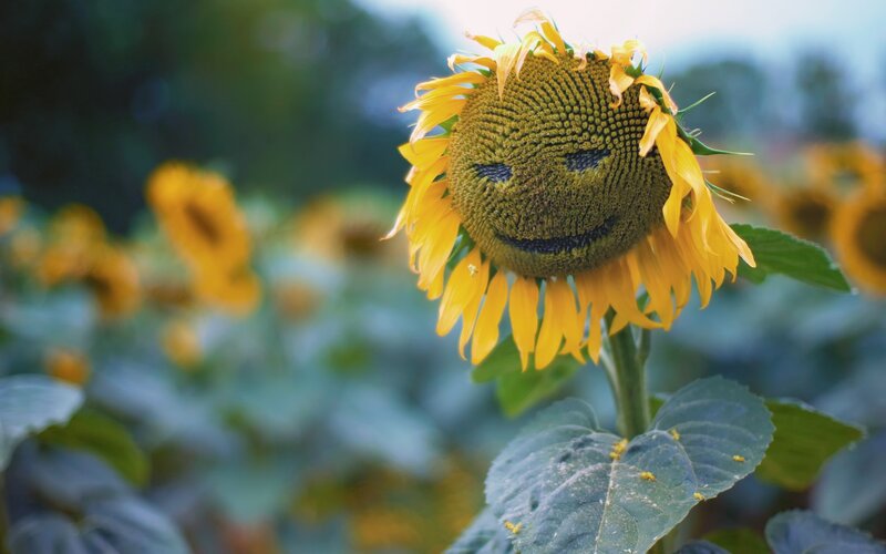 Sunflower with Smiley Face — Yellow, Serene, Afternoon, Photograph, Field