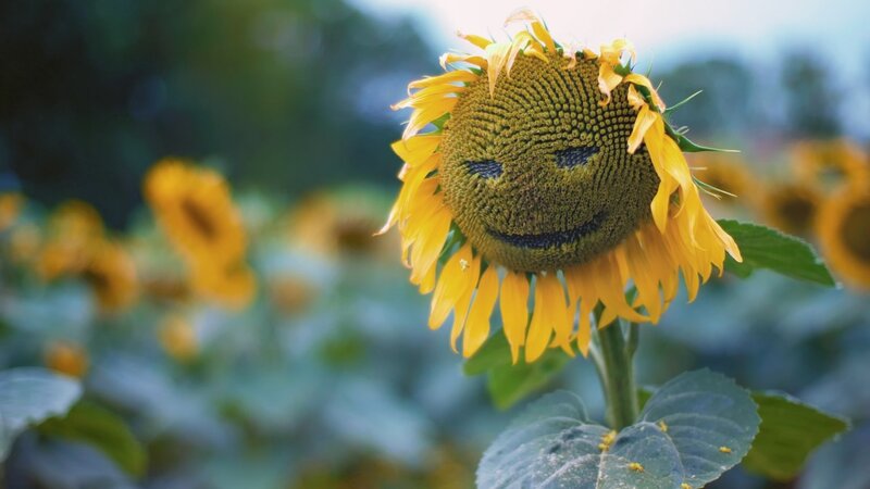 Sunflower with Smiley Face — Yellow, Serene, Afternoon