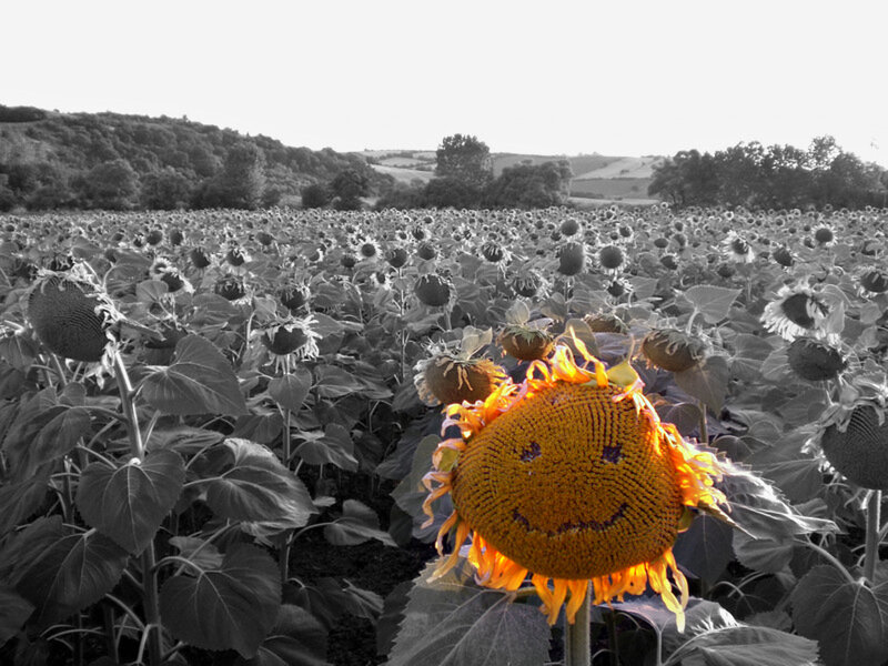 Sunflower with Smiley Face — Yellow, Serene