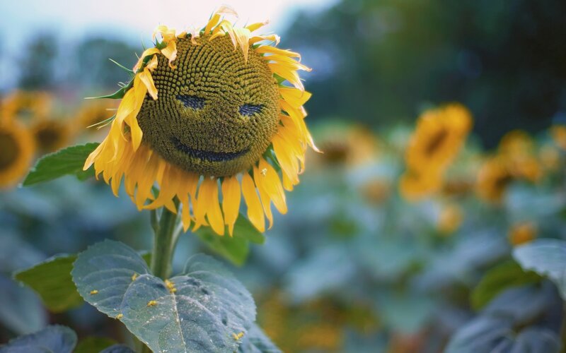 Sunflower with Smiley Face — Yellow