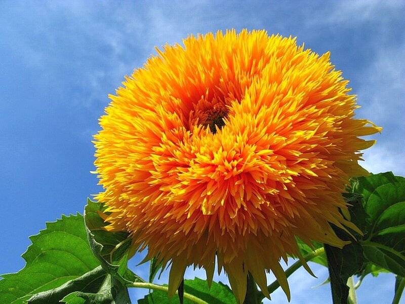 Sunflower with Spiky Petals