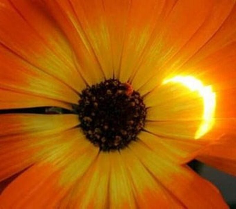 Sunflower with sunburst