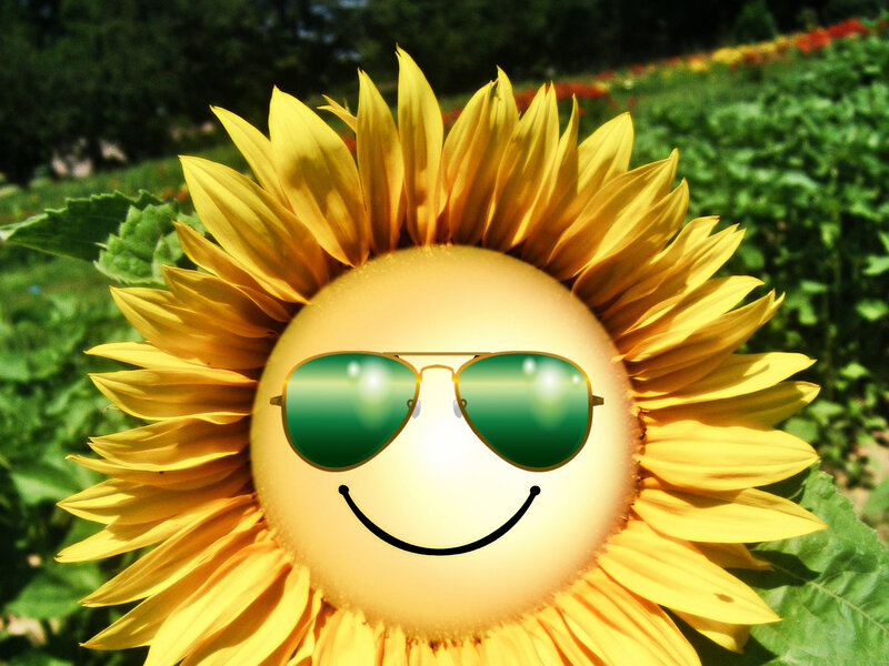 Sunflower with Sunglasses — Yellow, Cheerful