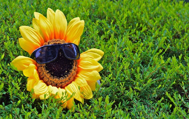 Sunflower with Sunglasses — Yellow, Playful