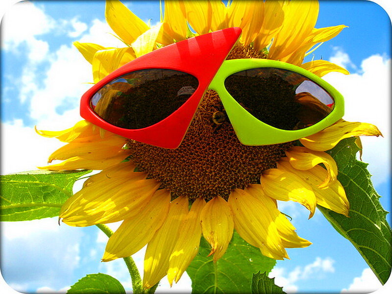 Sunflower with Sunglasses — Yellow