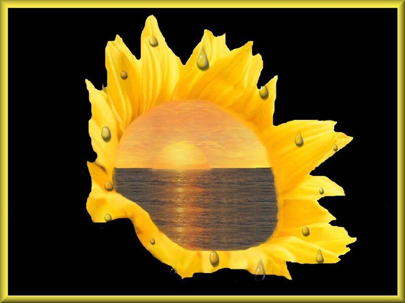 Sunflower with Sunset
