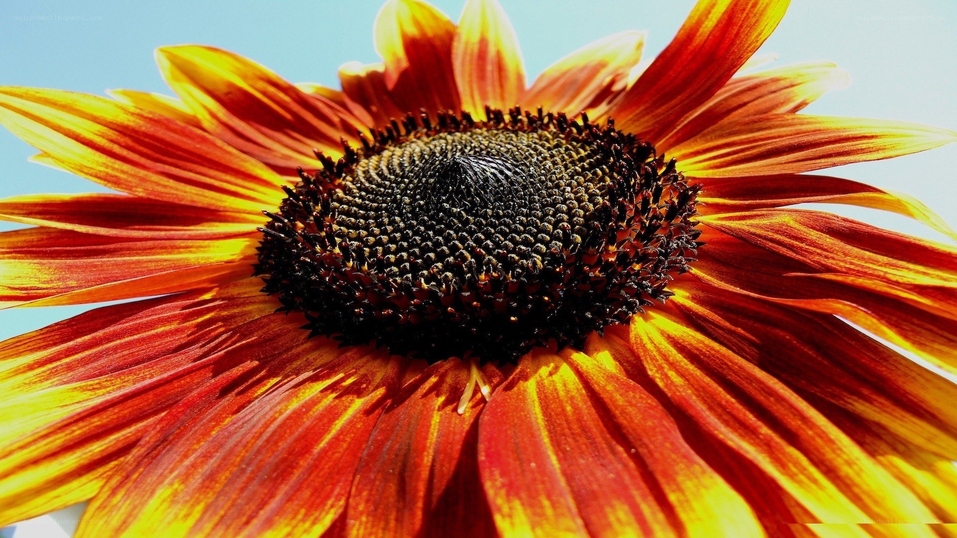 Sunflower with vibrant petals