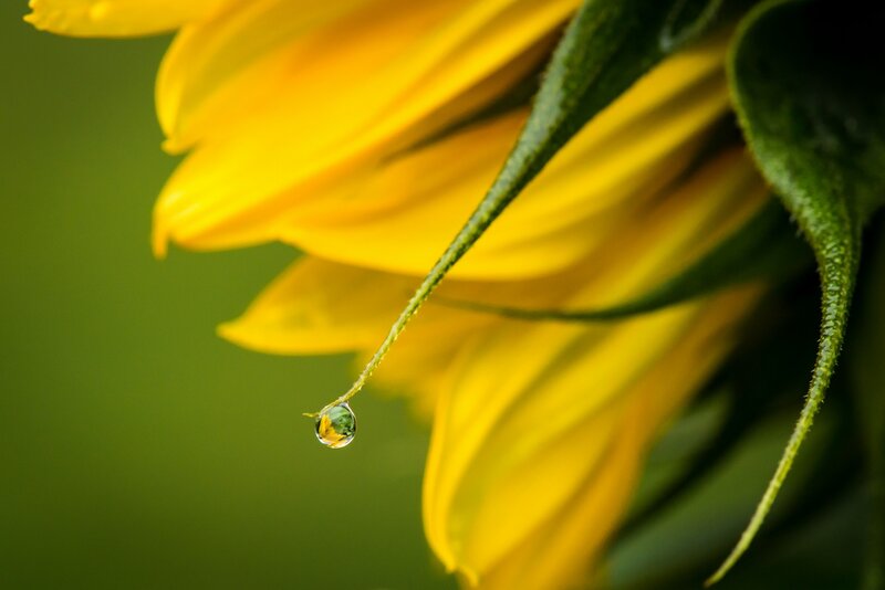 Sunflower with Water Droplet