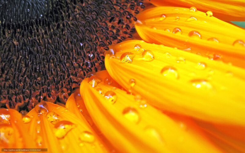 Sunflower with water droplets